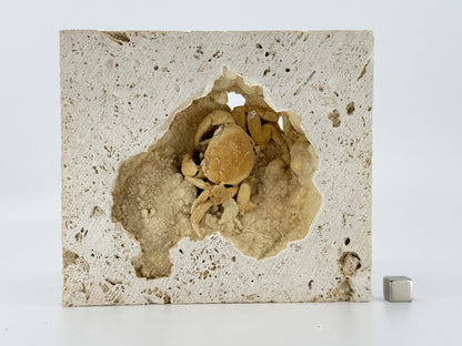 Exceptional Potamon Fossil Crab on Travertine Matrix (2.50") from Pleistocene, Turkey