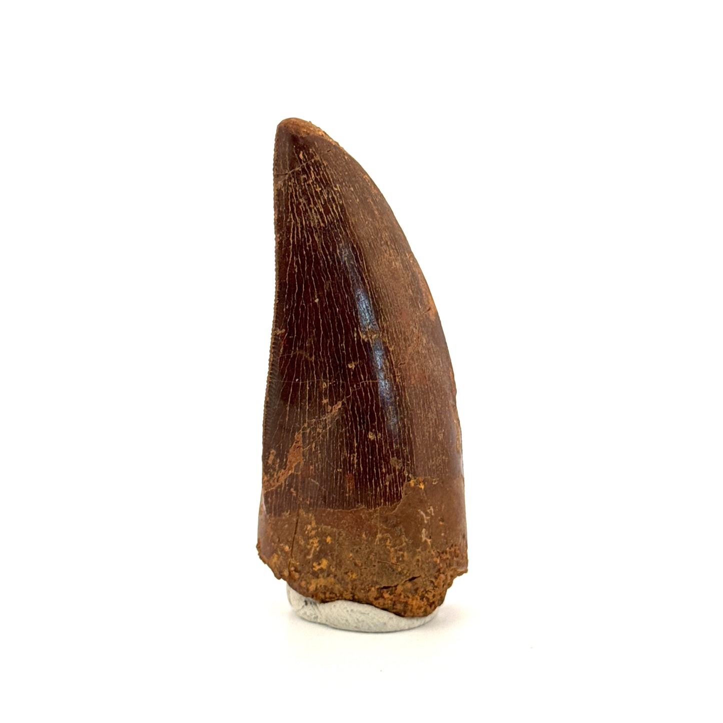 Carcharodontosaurus fossiele tand, Krijt dinosaurus tand uit Kem Kem Beds, Marokko (2,53 inch)