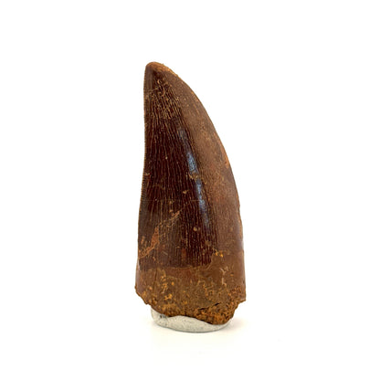 Carcharodontosaurus fossiele tand, Krijt dinosaurus tand uit Kem Kem Beds, Marokko (2,53 inch)
