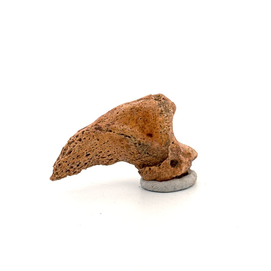 Holenbeer klauw (Ursus spelaeus), distale falanx fossiel (1.78 inch) uit Pleistoceen, Roemenië