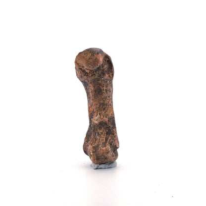 Holenbeer (Ursus spelaeus) Middenhandsbeen Fossiel (2.95"), Pleistoceen, Roemenië