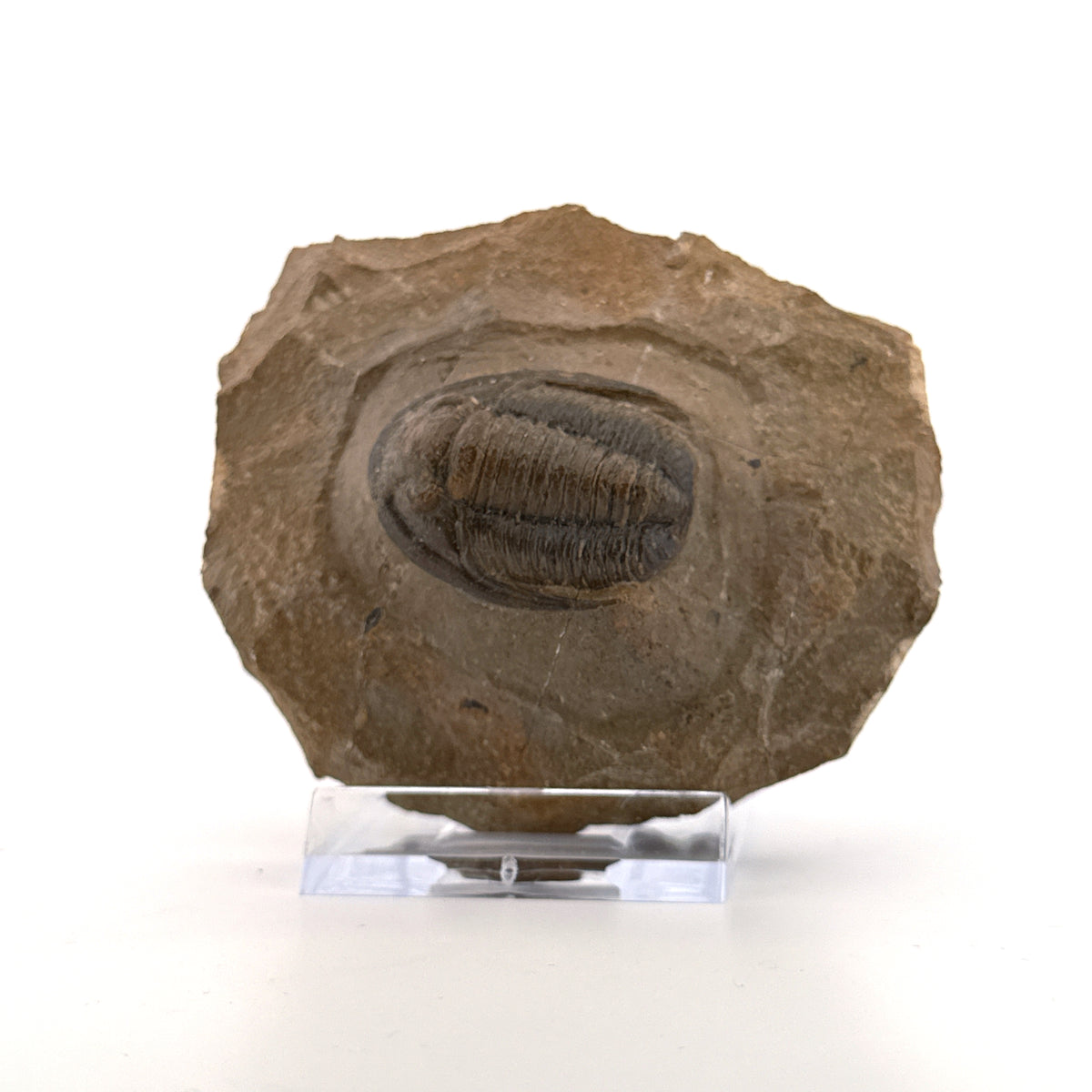 Devonian Proetid Trilobite from Morocco | 1.27"