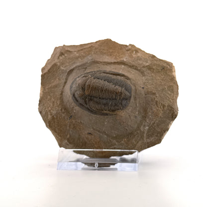 Devonian Proetid Trilobite from Morocco | 1.27"