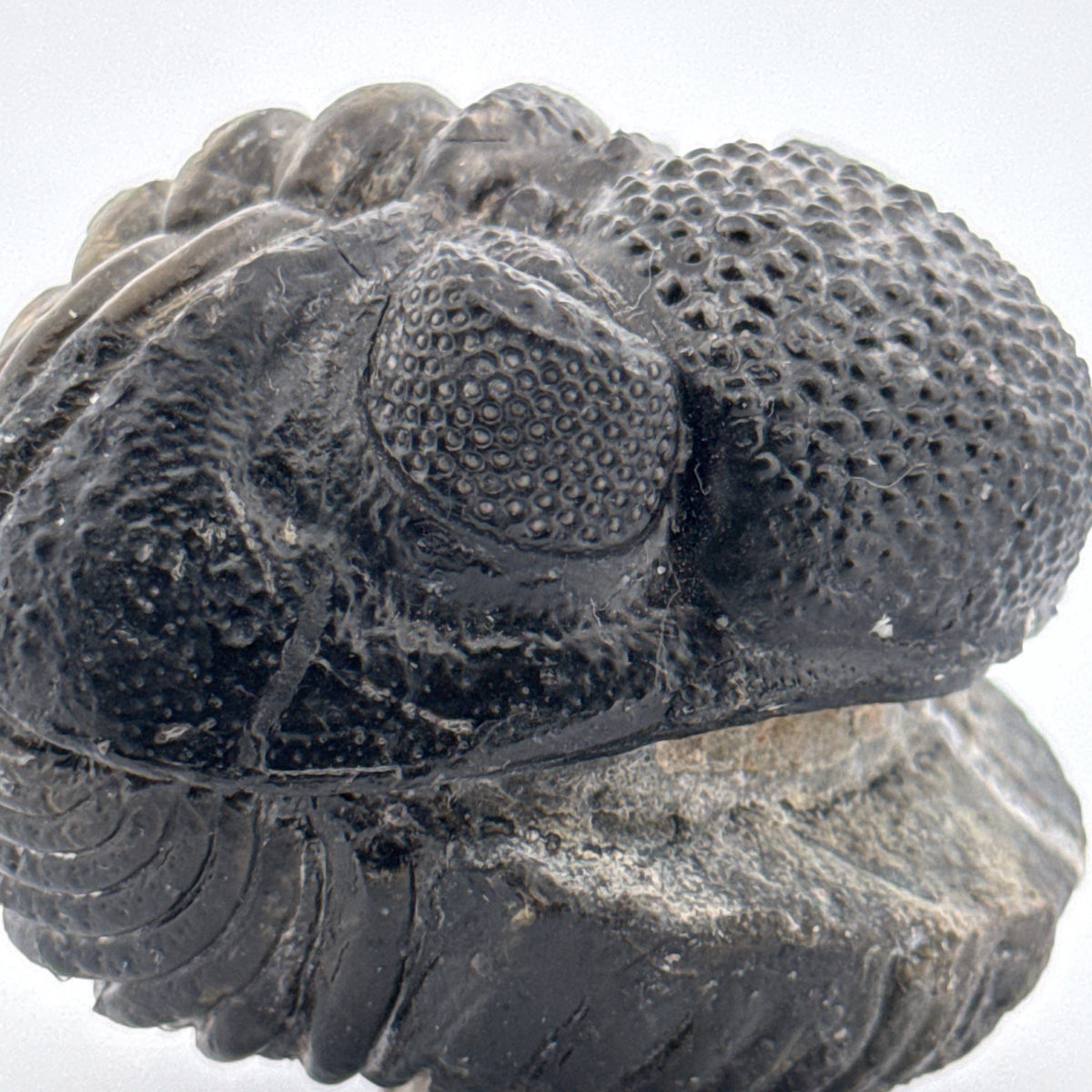 Opgedrukte Drotops megalomanicus trilobiet fossiel uit Marokko | 11,7 cm