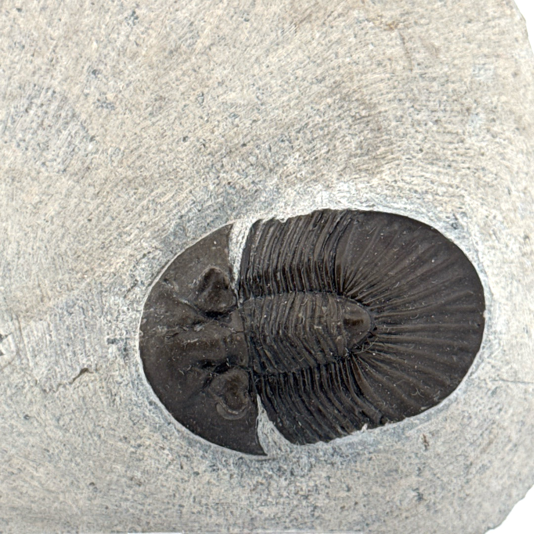 Scutellum sp. Trilobiet op Matrix uit Devoon, Marokko (1.32 inch)