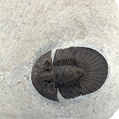 Scutellum sp. Trilobiet op Matrix uit Devoon, Marokko (1.32 inch)