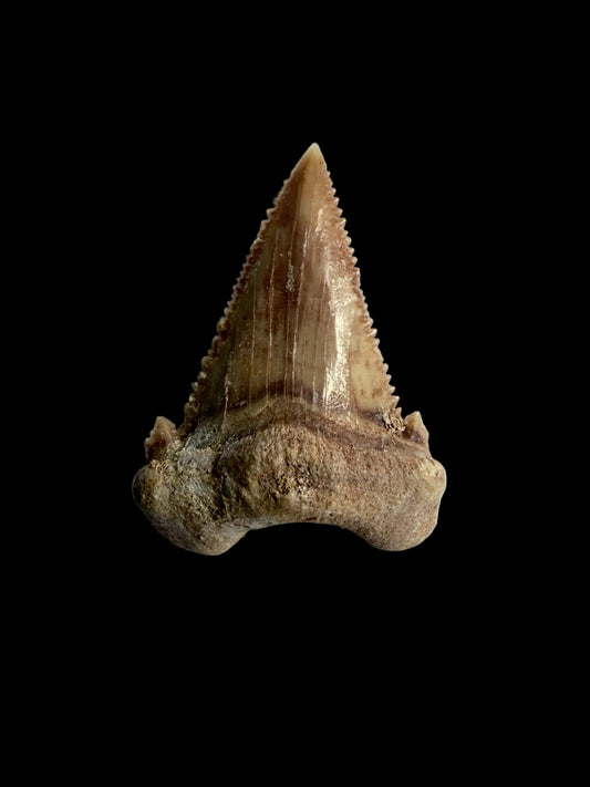 Palaeocarcharodon orientalis Fossil Tooth from Morocco | 1.34"