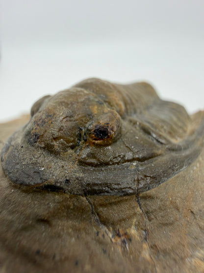Devonian Proetid Trilobite from Morocco | 1.27"