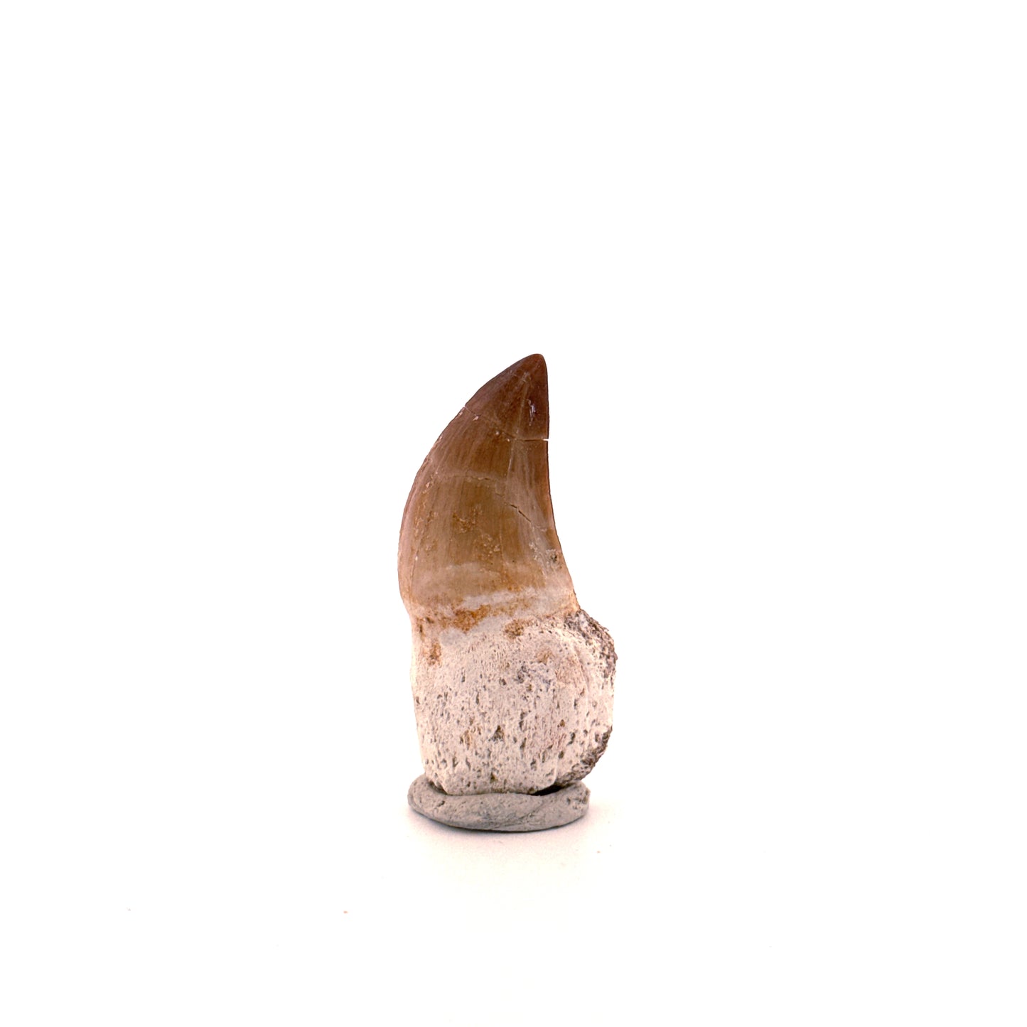 Mosasaurus tand met wortel uit het Laat-Krijt, Marokko (1.73 inch) 