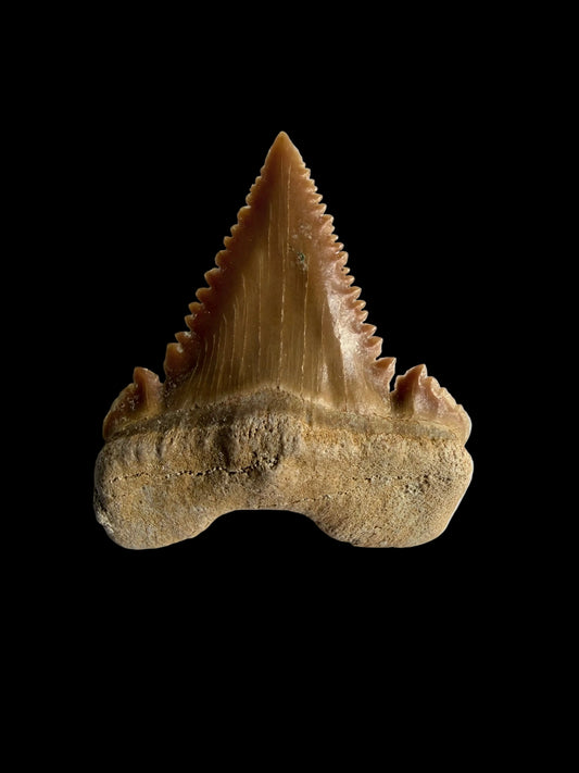 Palaeocarcharodon orientalis Fossil Tooth from Morocco | 1.13"