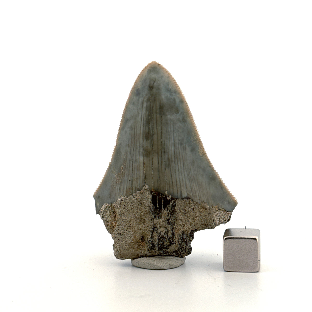 Megalodon Tandfragment uit Indonesië | 2,17 inch