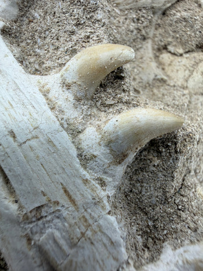 Halisaurus Arambourgi Kaakfragment met 5 Tanden op Matrix – Marokko