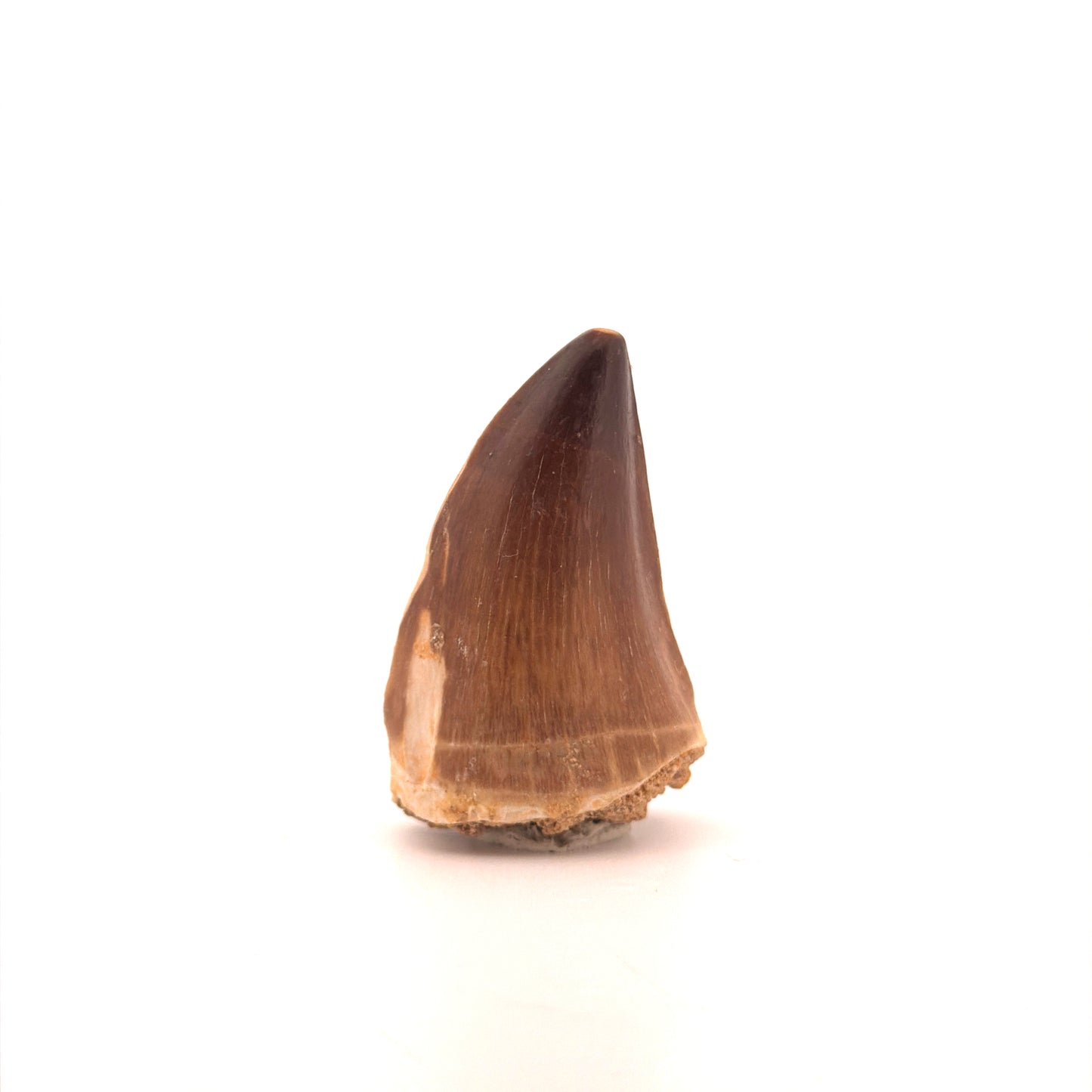 Mosasaur tooth fossil from Late Cretaceous, Morocco (2.04")