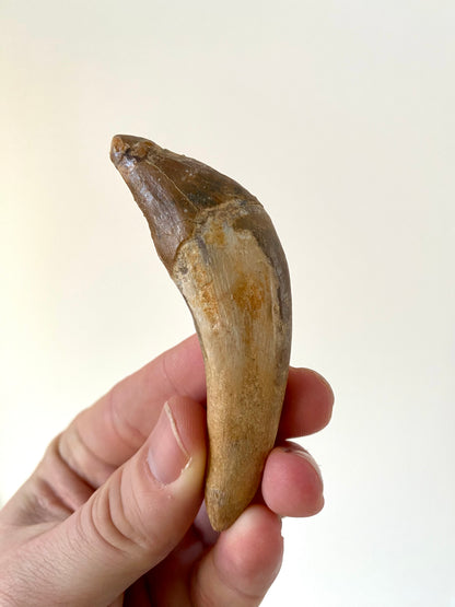 Basilosaurus fossil tooth (3.48") - Late Eocene, Morocco