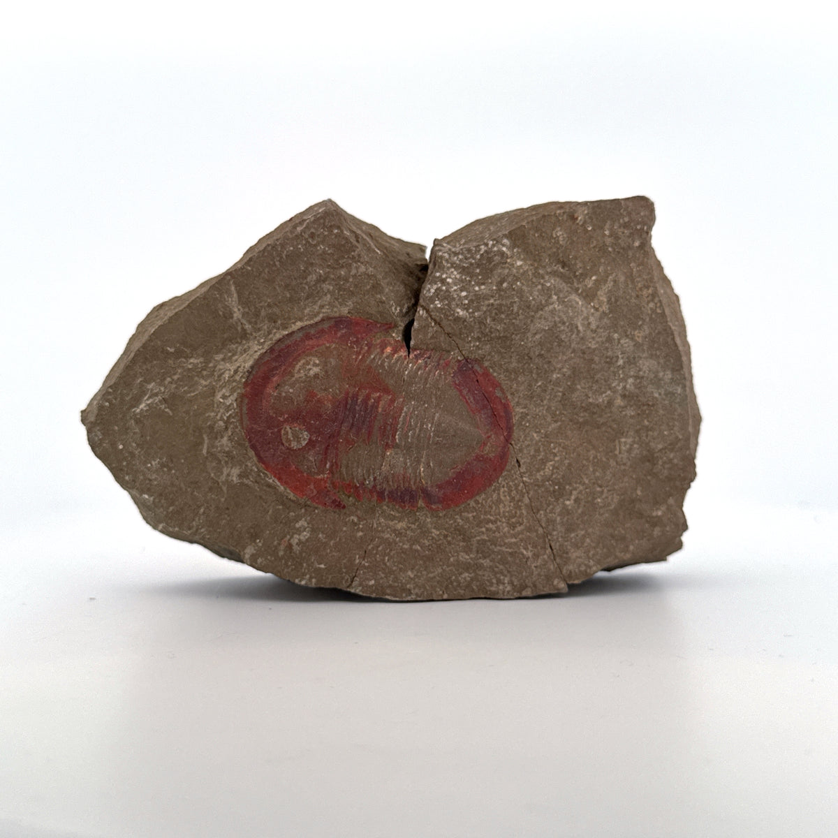 Asaphellus fezouataensis Trilobite, Positive & Negative | 1.69"