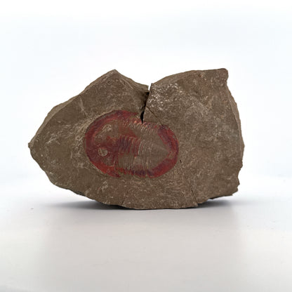 Asaphellus fezouataensis Trilobite, Positive & Negative | 1.69"