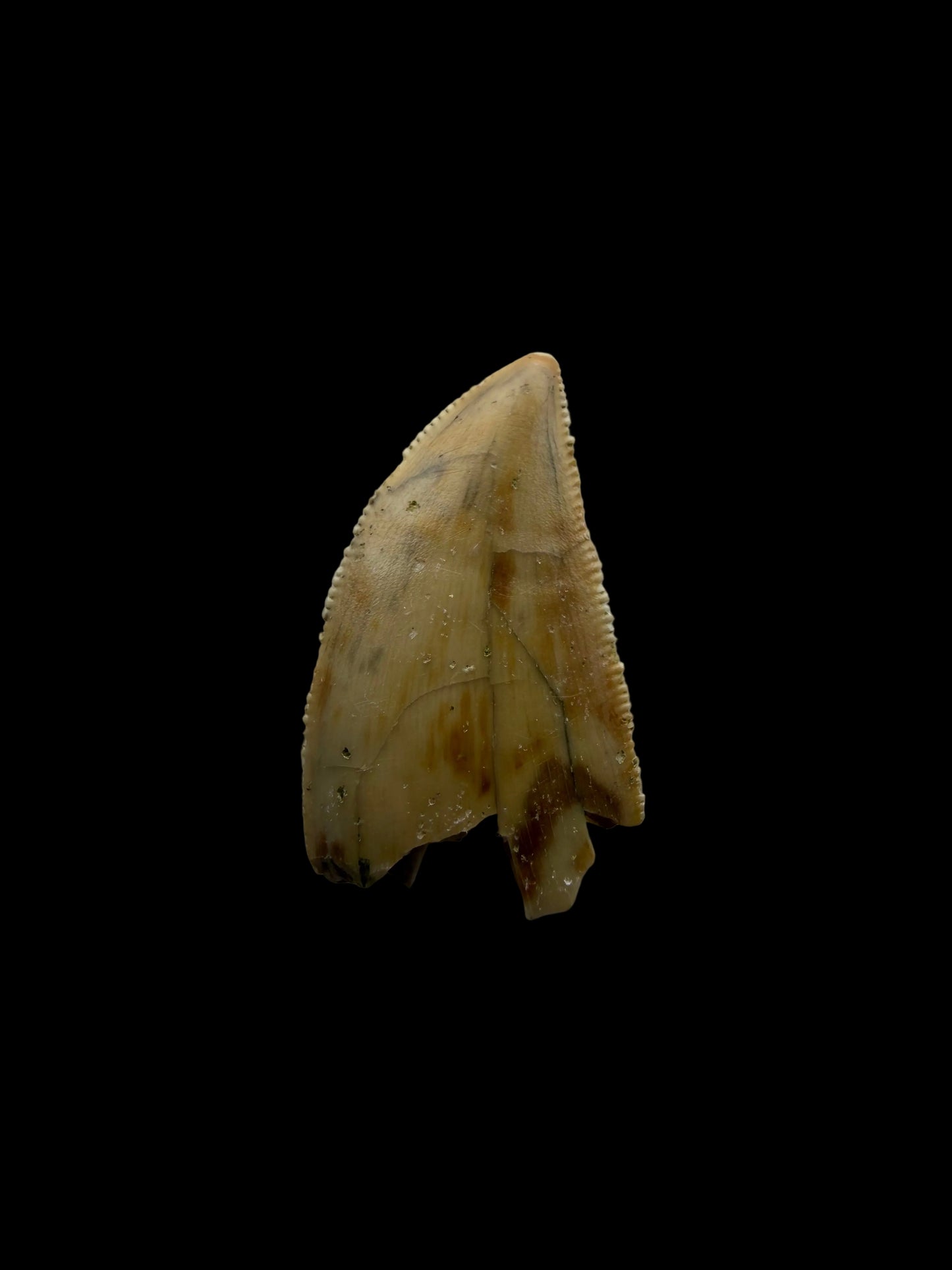 Majungasaurus Dinosaur Tooth from Late Cretaceous, Madagascar (0.86")