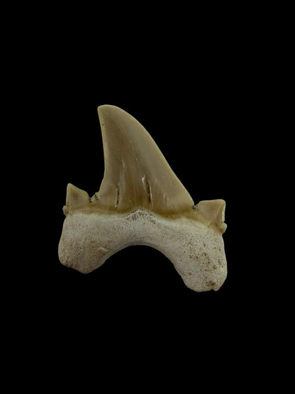 Otodus obliquus fossiele haaientand uit het Eoceen, Marokko | 1,66 inch