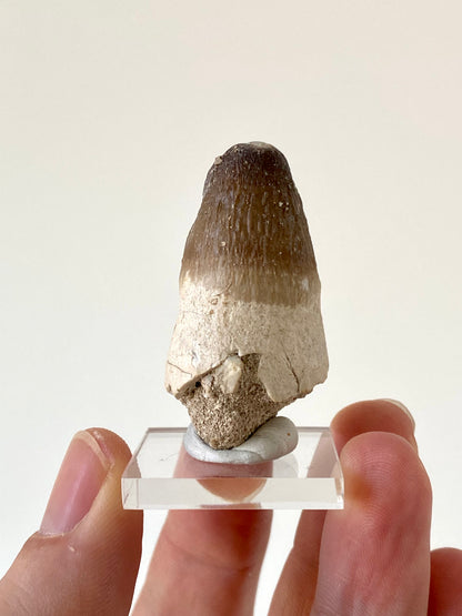 Moroccosuchus zennaroi Fossil tooth (1.76")