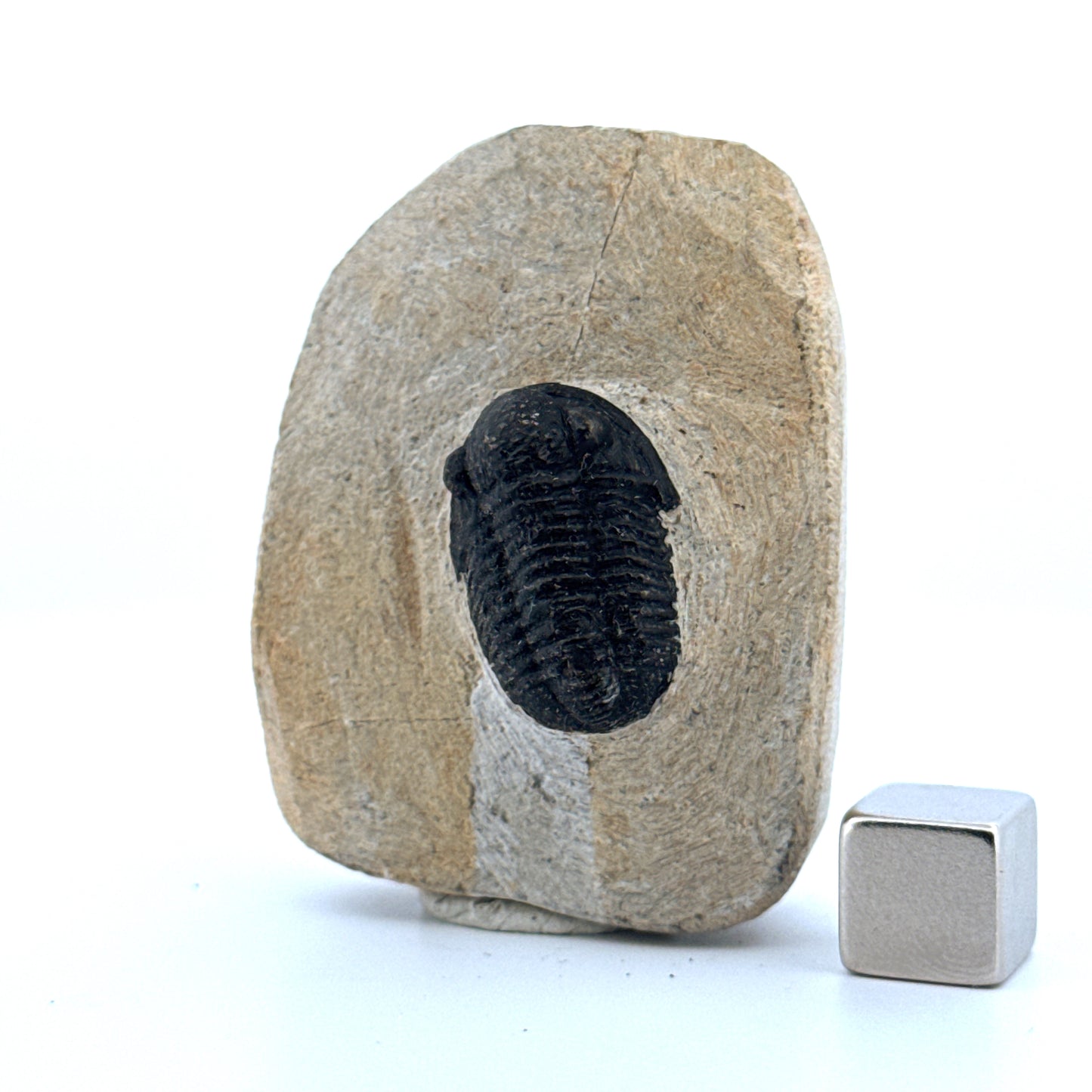 Gerastos granulosus Devonian Trilobite Fossil from Morocco (A025)