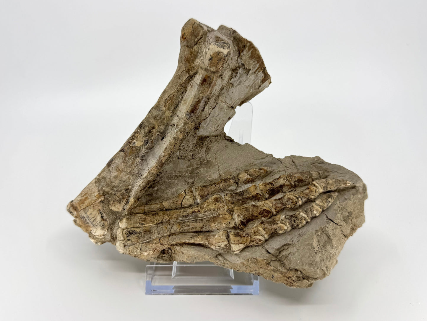 Psittacosaurus achterpoot een vroeg-krijtfossiel uit China