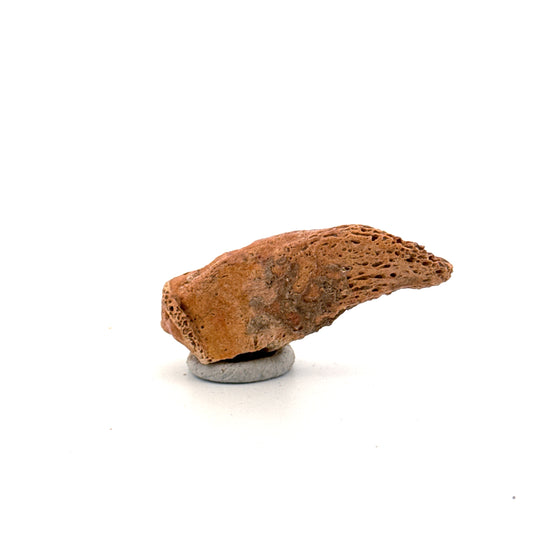 Holenbeer klauw (Ursus spelaeus), distale falanx fossiel (1.84 inch) uit Pleistoceen, Roemenië