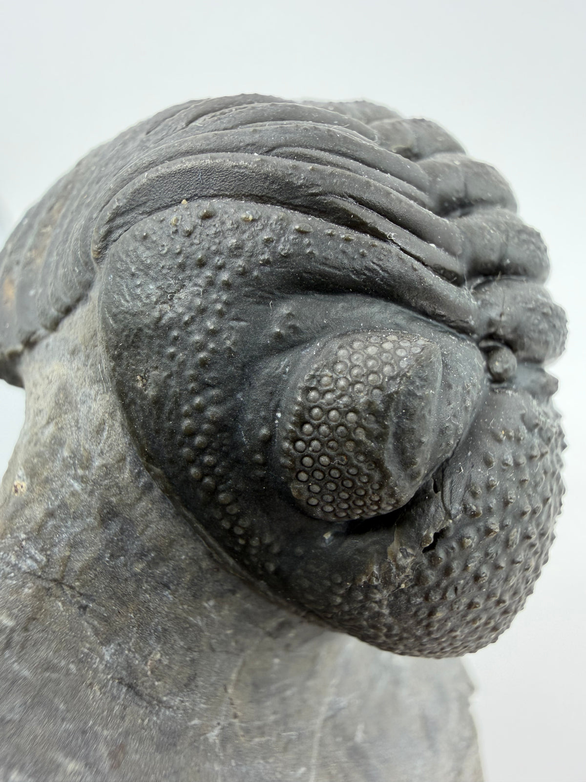 Large Devonian Phacopid Trilobite from Morocco | 2.90"