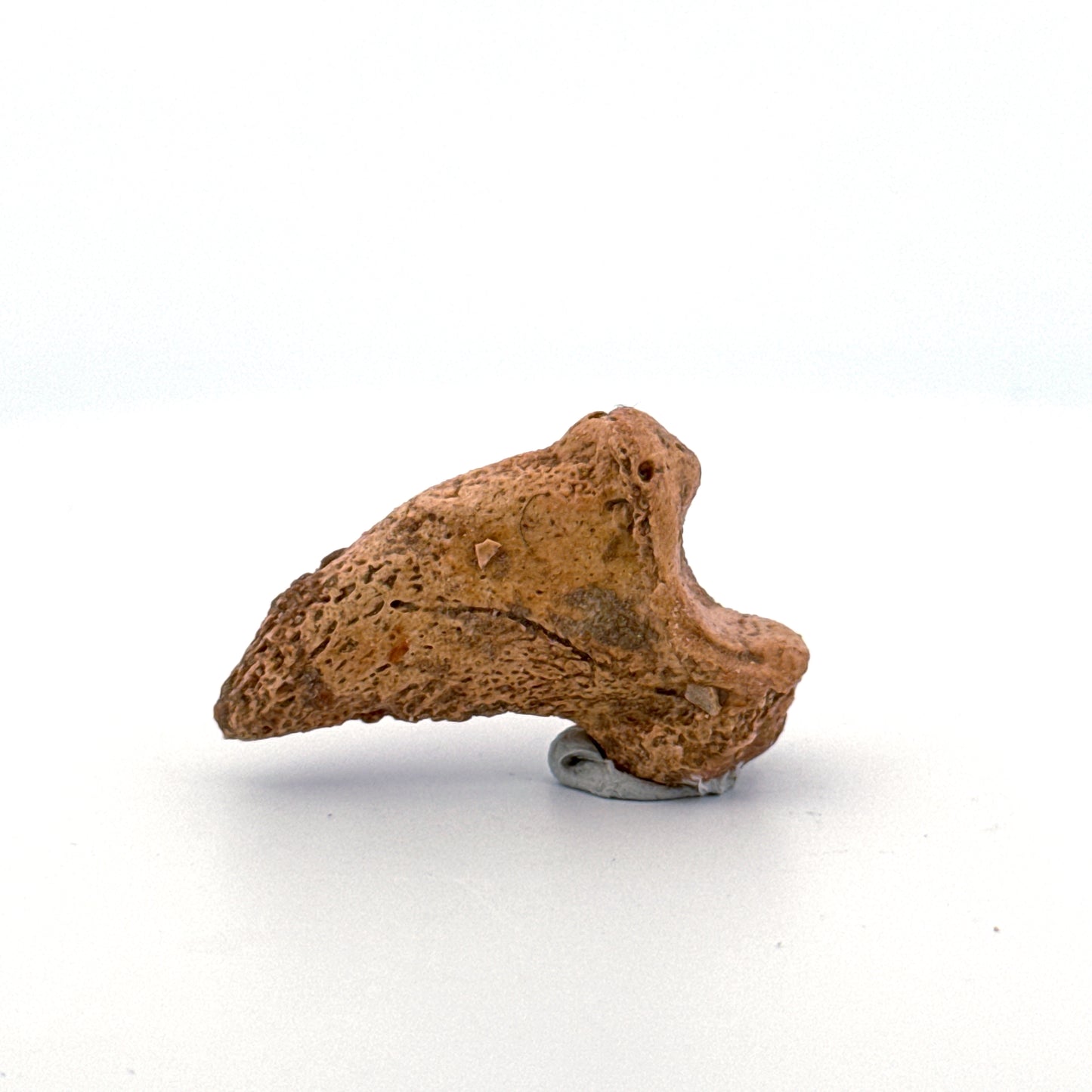 Holenbeer klauw (Ursus spelaeus), distale falanx fossiel (1.43 inch) uit Pleistoceen, Roemenië