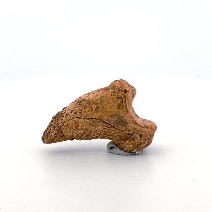 Holenbeer klauw (Ursus spelaeus), distale falanx fossiel (1.43 inch) uit Pleistoceen, Roemenië