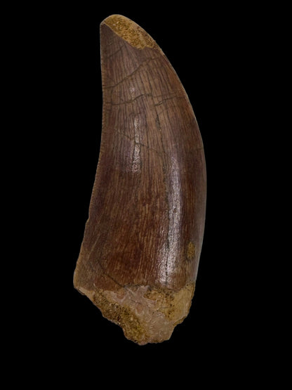 Carcharodontosaurus fossiele tand, Krijt dinosaurus tand uit Kem Kem Beds, Marokko (1,93 inch)