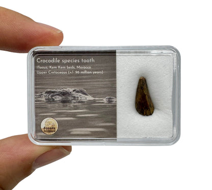 Krokodillentand van een krokodillensoort uit de Kem Kem-bedden, Marokko, in geschenkdoos