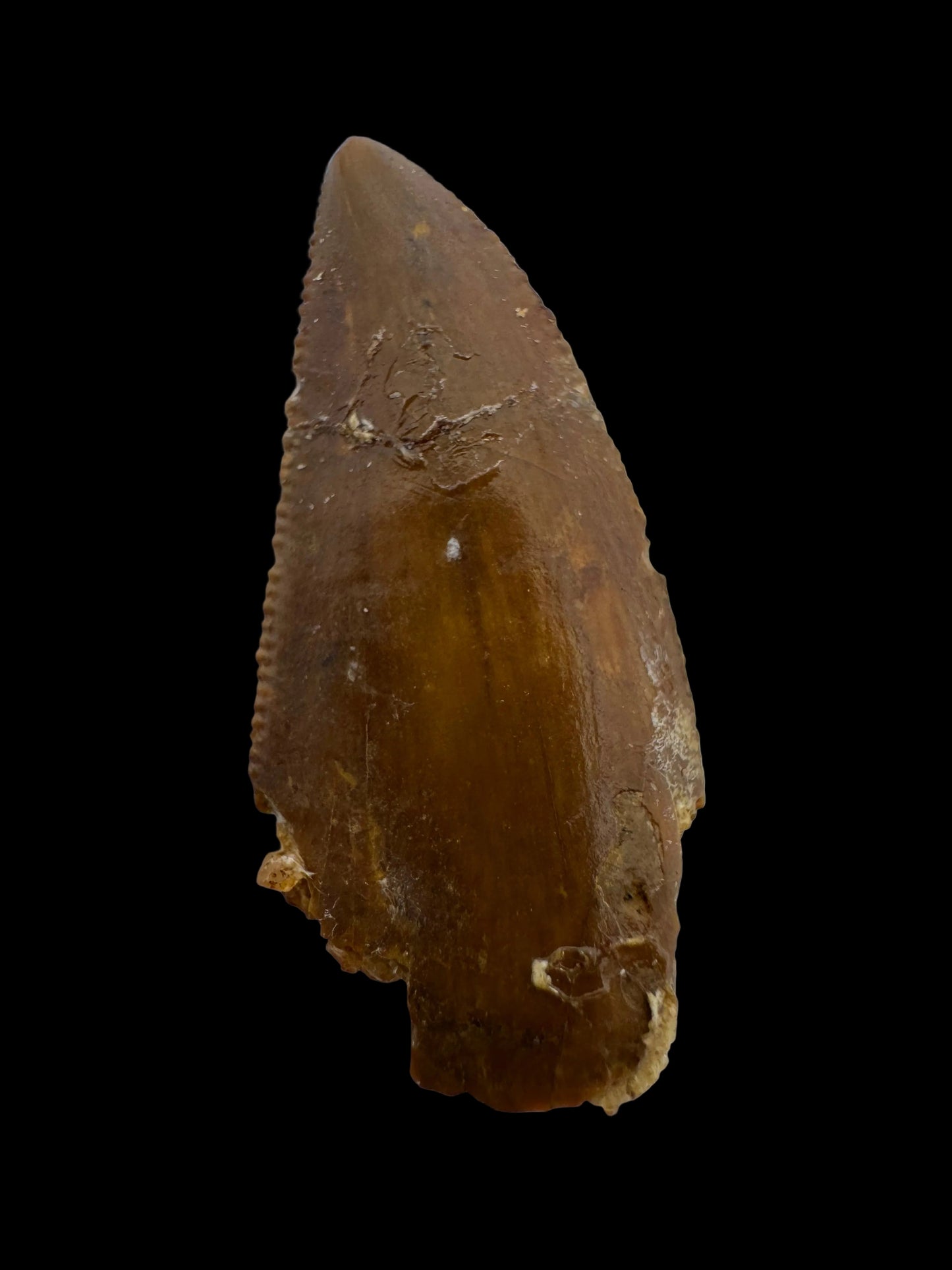 Abelisaurid fossil dinosaur tooth from Kem Kem, Morocco (0.94")