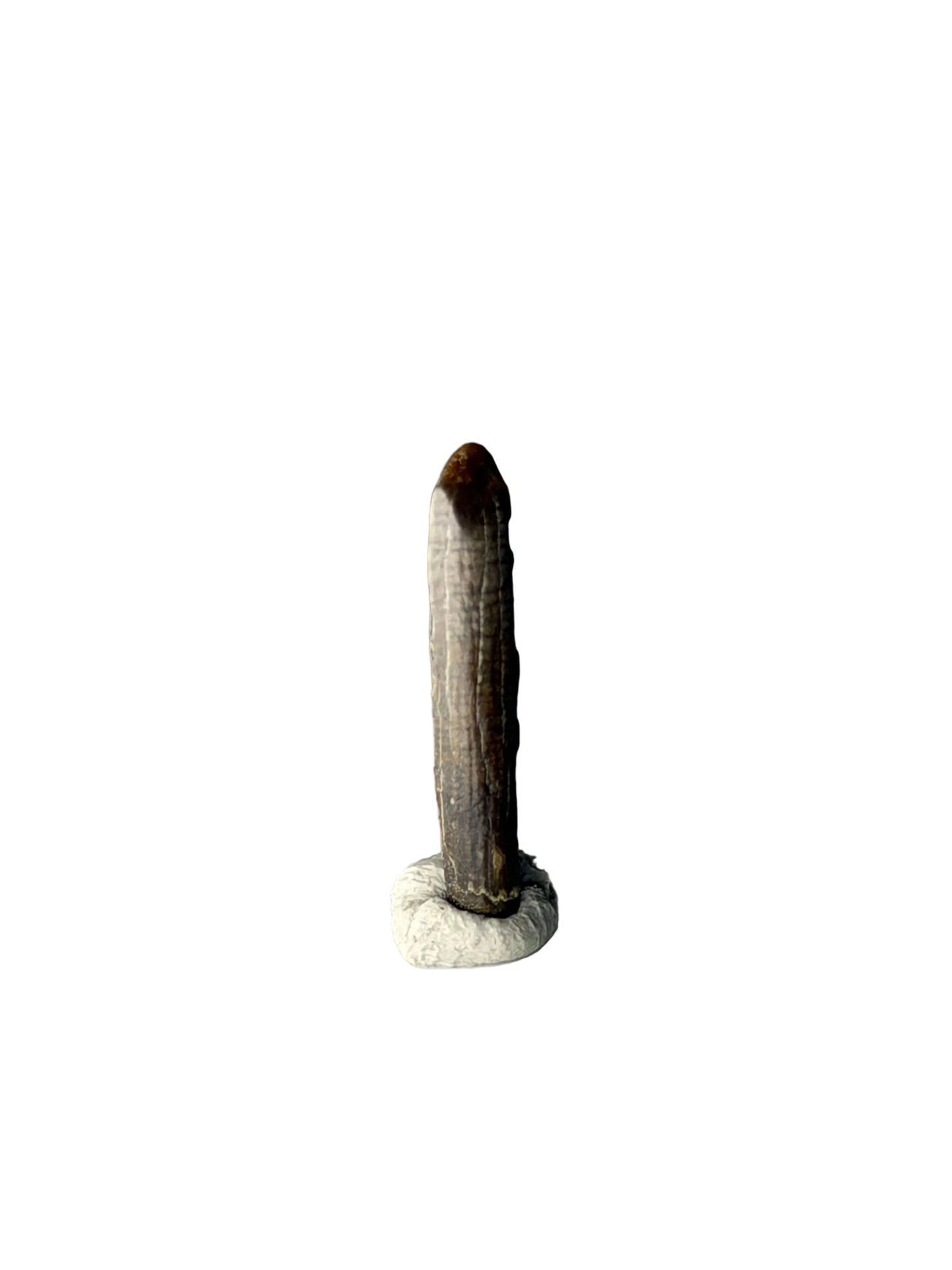 Nigersaurus taqueti Fossil Sauropod Tooth from Cretaceous, Niger (0.78")