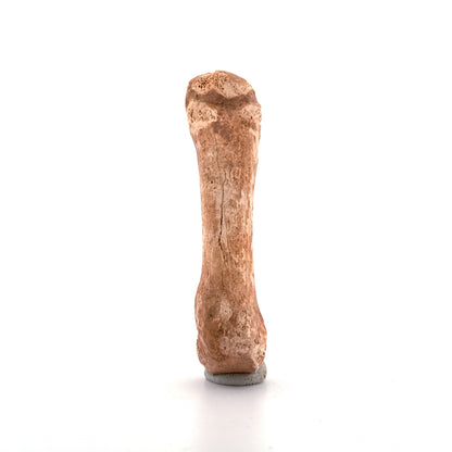 Holenbeer (Ursus spelaeus) Middenhandsbeen uit Pleistoceen, Roemenië | 3,11 inch