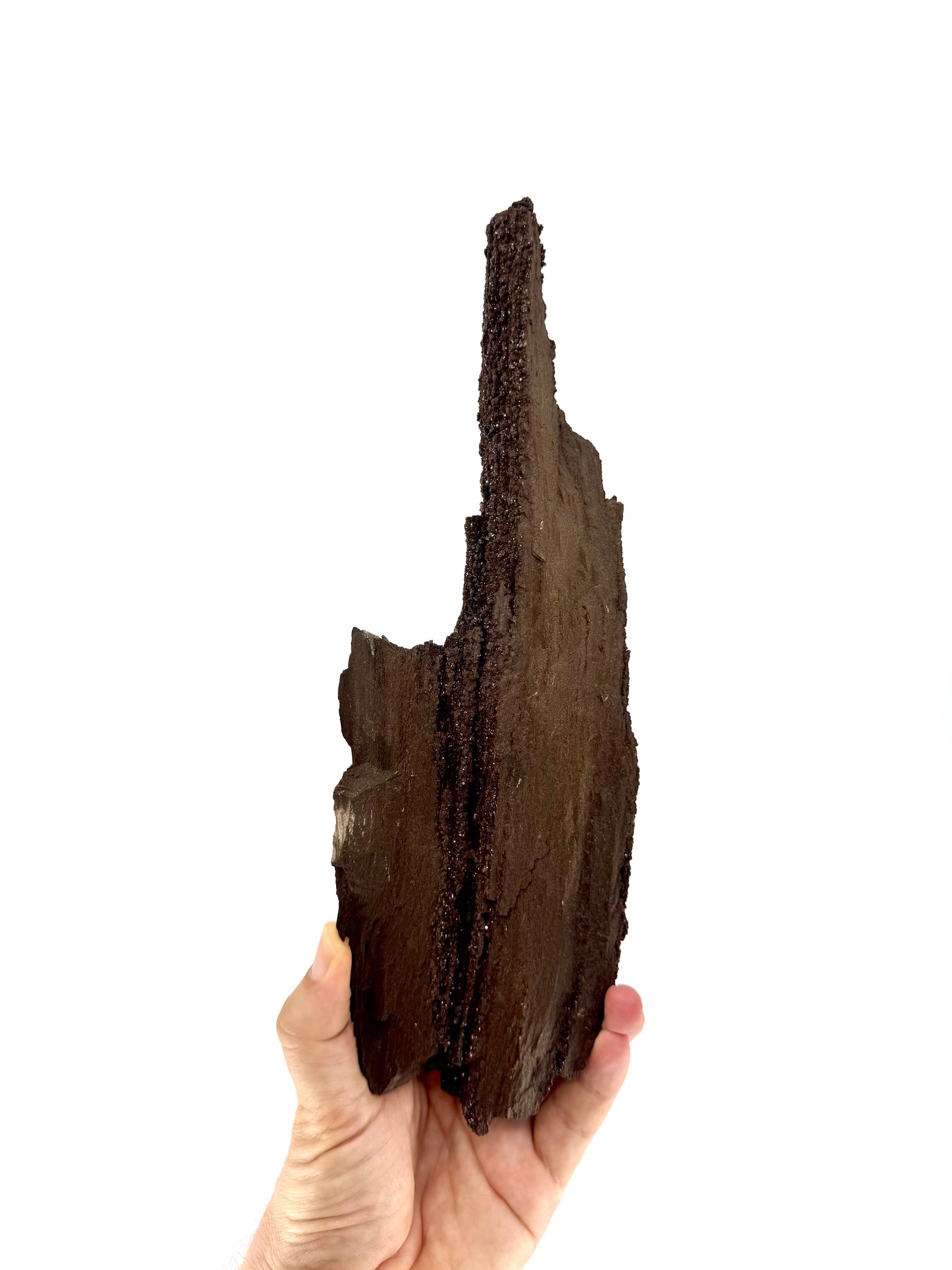 Groot stuk gepermineraliseerd hout bedekt met druzykwarts uit het Eoceen, Duitsland (611 Gram)