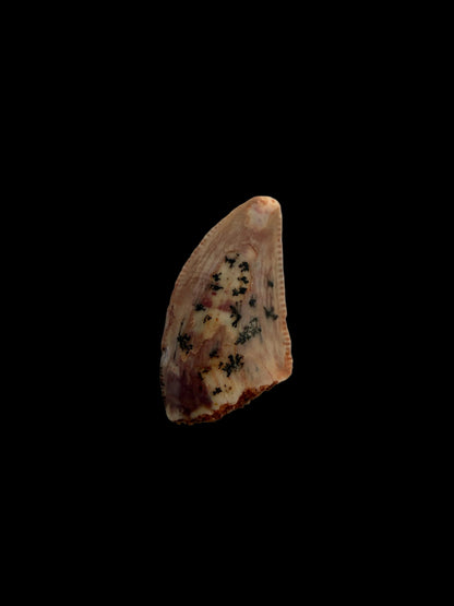 Fossiele tand van een Abelisauride dinosaurus uit Kem Kem, Marokko (0,40 inch)