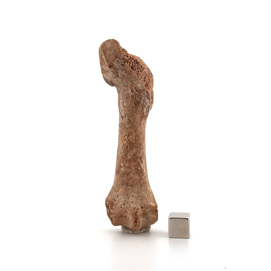 Holenbeer (Ursus spelaeus) Middenhandsbeen Fossiel (3.59"), Pleistoceen, Roemenië