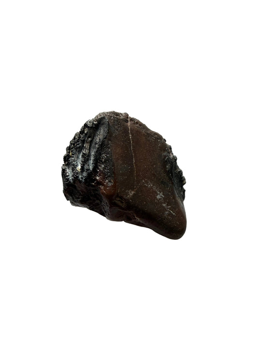 Triceratops Fossil Crown Fragment | 0.46"