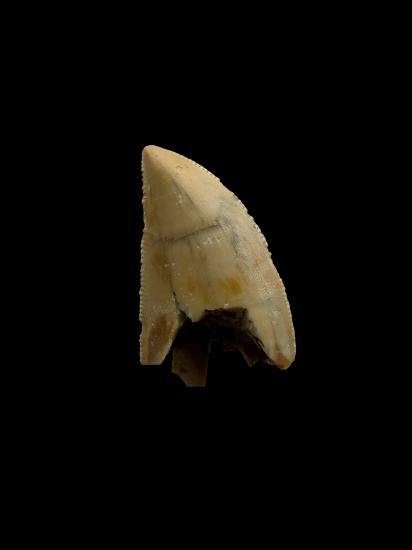 Majungasaurus Dinosaur Tooth from Late Cretaceous, Madagascar (0.86")