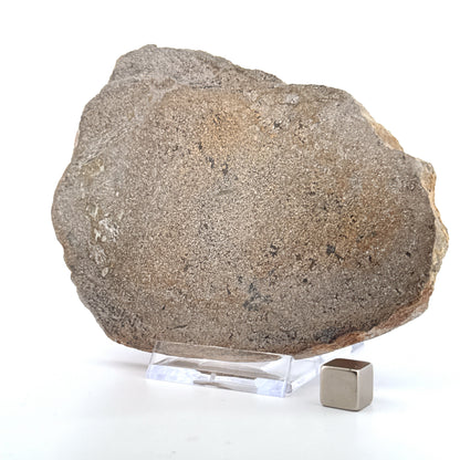 Polished Jurassic Sauropod Dinosaur Bone | 196 Grams