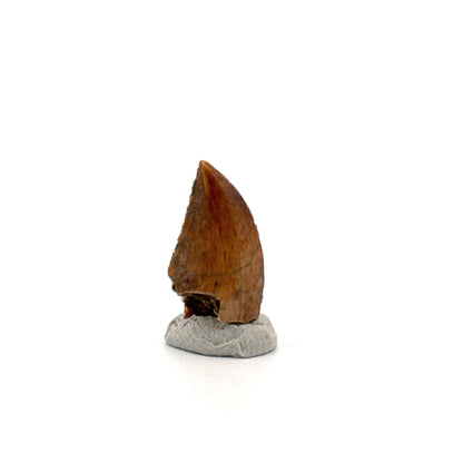 Majungasaurus Dinosaur Tooth from Late Cretaceous, Madagascar (0.82")