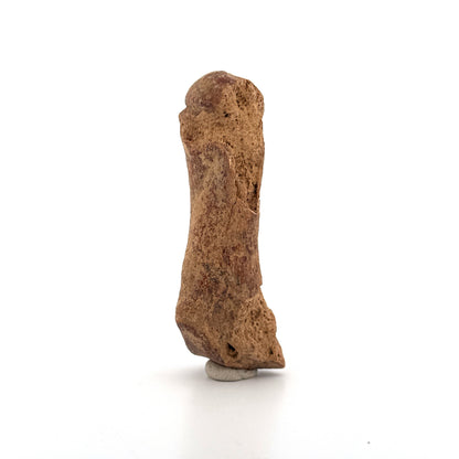 Holenbeer (Ursus spelaeus) Middenhandsbeen Fossiel (3.46"), Pleistoceen, Roemenië