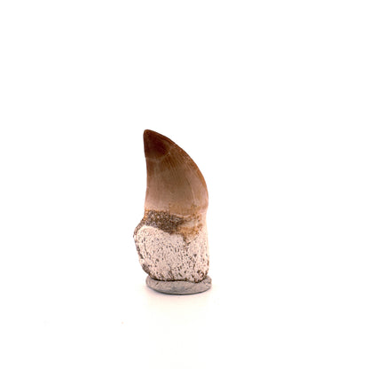 Mosasaurus tand met wortel uit het Laat-Krijt, Marokko (1.73 inch) 