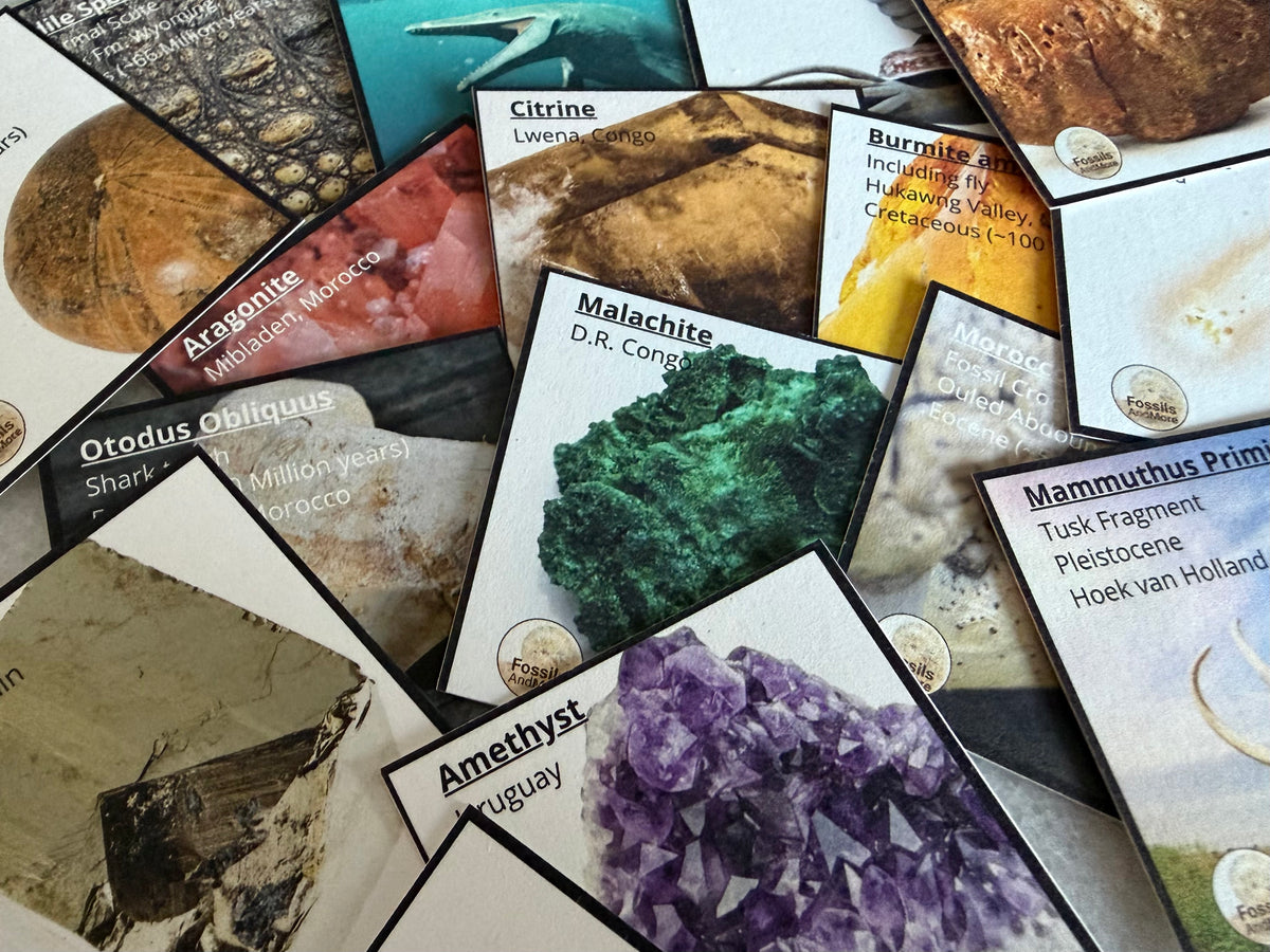 Adventskalender 24 doosjes met fossielen, mineralen en meteorieten | 2026
