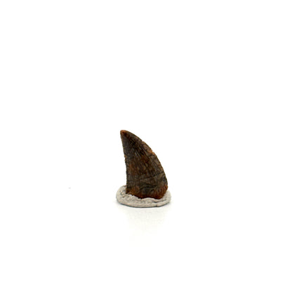 Fossiele tand van een Abelisauride dinosaurus uit Kem Kem, Marokko (0,54 inch)