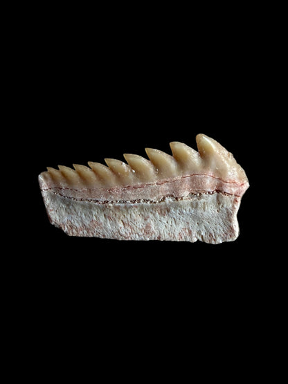 Zeldzame Hexanchus microdon Fossiele haaientand