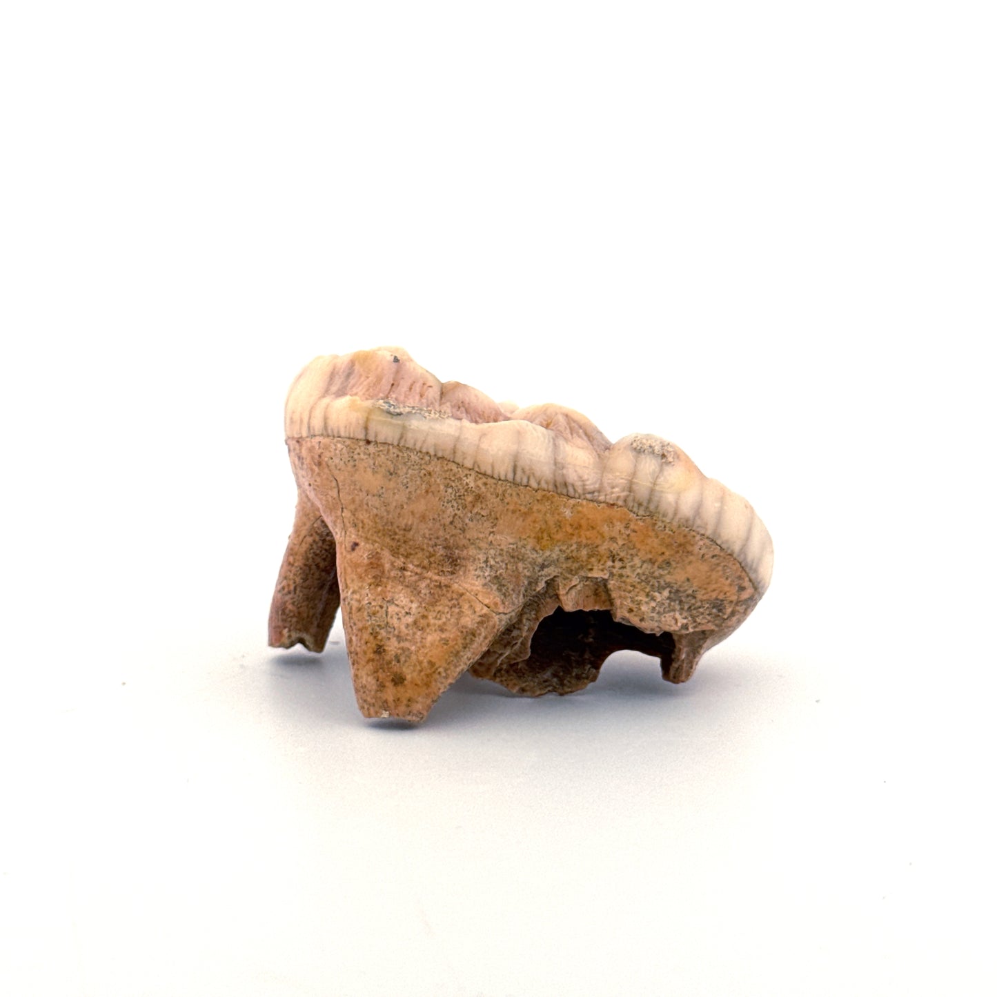 Holenbeer (Ursus spelaeus) kies uit het Pleistoceen, Roemenië (1,80 inch)