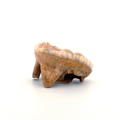 Holenbeer (Ursus spelaeus) kies uit het Pleistoceen, Roemenië (1,80 inch)