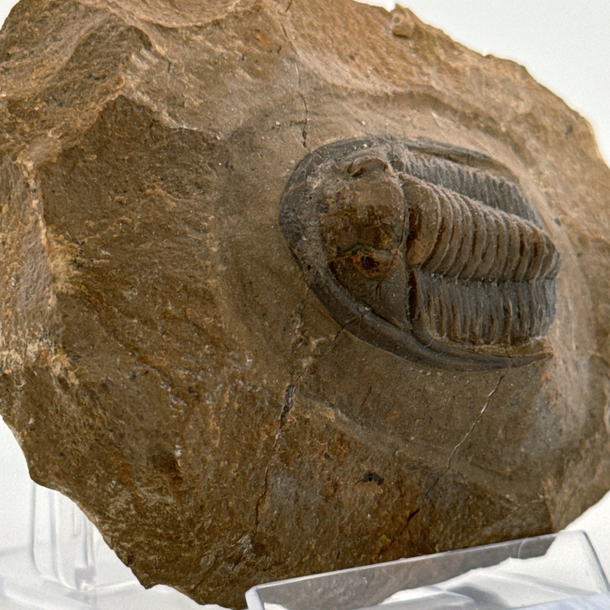 Devonian Proetid Trilobite from Morocco | 1.27"