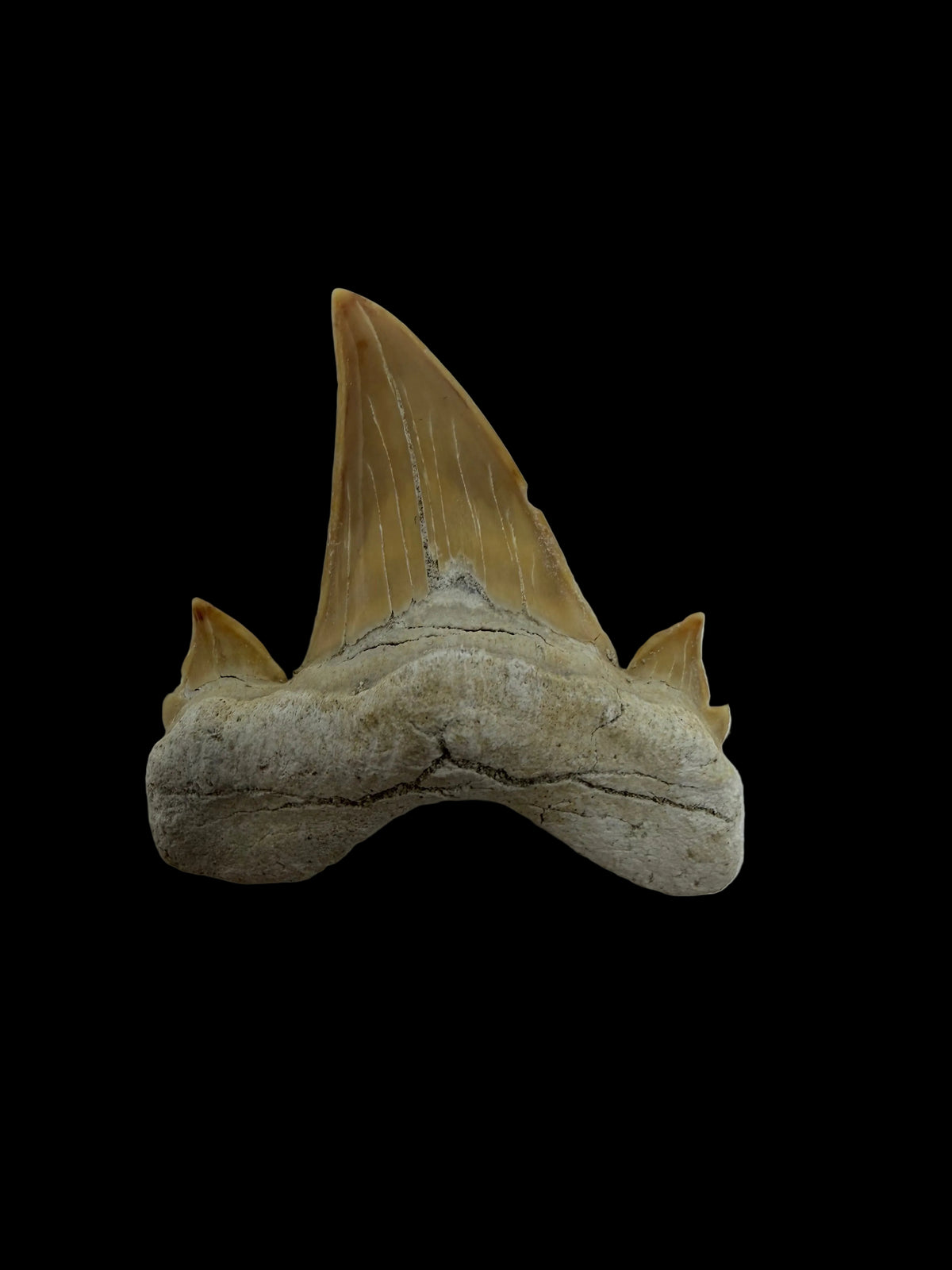 Otodus obliquus fossiele haaientand uit het Eoceen, Marokko | 1,72 inch